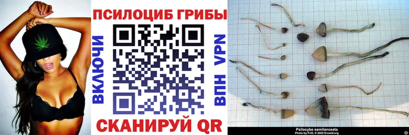 Галлюциногенные грибы Psilocybine cubensis  где можно купить   Кемь 